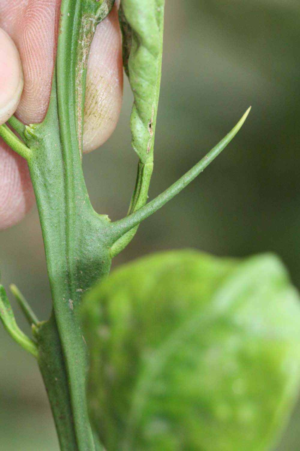           First year twig (Riverside, CA)   
